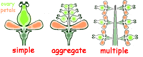 Diagram of the multiple fruit flower structure